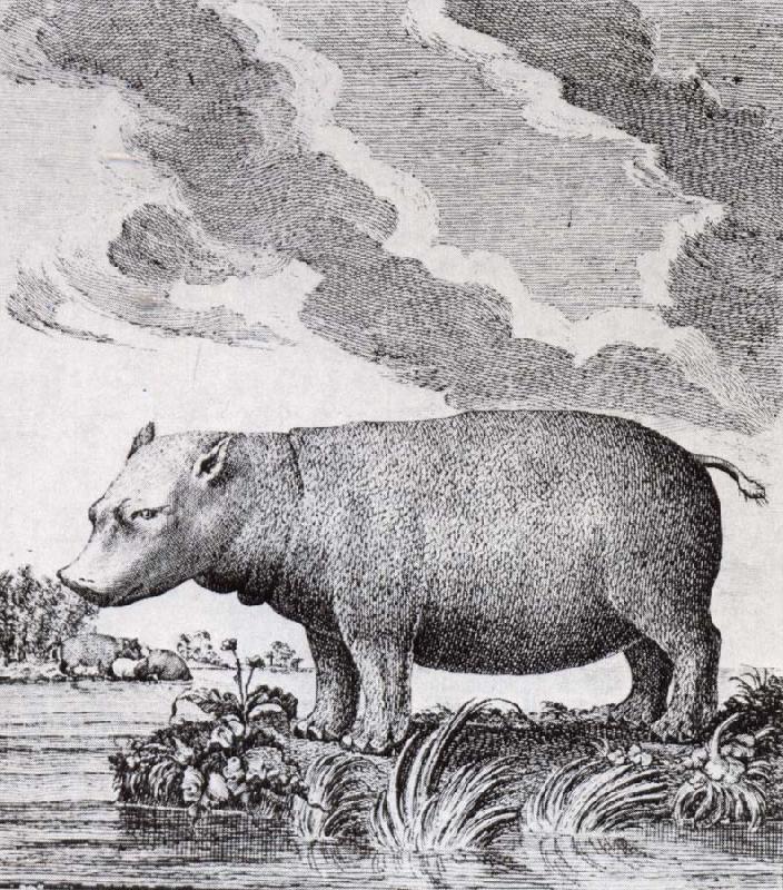 unknow artist hippopotamus,flodhasten eller sjokon,som den ocksa kallades oil painting picture